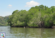 Mangroven säumen im nordöstlichen Bereich die Küste des Golfes von Nicoya