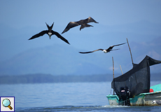 Prachtfregattvögel (Fregata magnificens) umfliegen ein kleines Fischerboot
