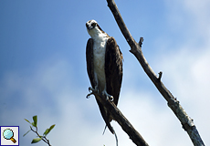 Fischadler (Pandion haliaetus) am Río Tempisque