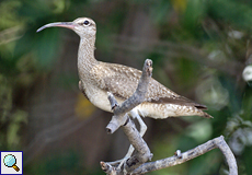 Regenbrachvogel (Numenius phaeopus) am Río Tempisque