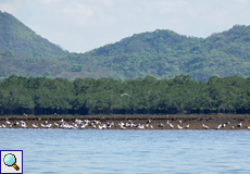 Küstenvögel auf einer Schlickfläche an Golf von Nicoya