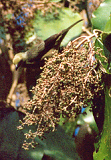 Palmentangare (Tangara palmarum)