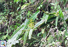 Heliconia latispatha, Text folgt