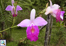 Bambus-Orchidee (Bamboo Orchid, Arundina graminifolia)