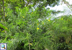 Tropischer Oleander (Yellow Oleander, Thevetia peruviana)