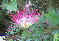Puderquastenstrauch (Pink Powderpuff, Calliandra brevipes)