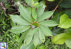 Spiralingwer (Crape Ginger, Costus lasius)