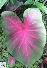 Buntwurz (Fancy-leaved Caladium, Caladium bicolor)