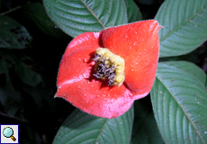 Psychotria poeppigiana (Hot Lips)