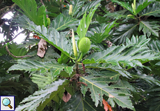 Brotfruchtbaum (Breadfruit Tree, Artocarpus altilis)