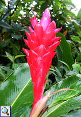 Purpurfarbener Ingwer (Red Ginger, Alpinia purpurata)