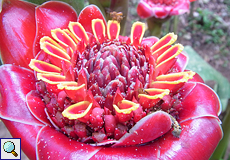 Etlingera hemisphaerica (Helani Tulip Ginger)