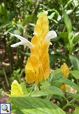 Goldähre (Golden Shrimp Plant, Pachystachys lutea)