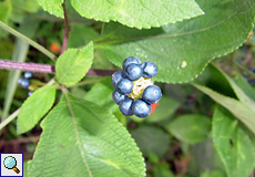 Steinfrüchte des Wandelröschens (Bush Lantana, Lantana camara)