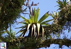 Unbestimmte Bromelie Nr. 1