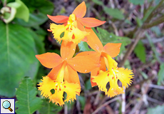 Epidendrum radicans