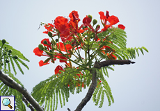 Flammenbaum (Flamboyant, Delonix regia)