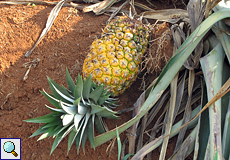 Ananas auf einer Plantage (Pineapple, Ananas sp.)