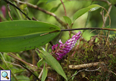 Elleanthus glaucophyllus