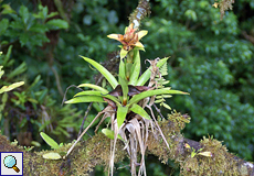 Unbestimmte Bromelie Nr. 2