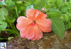 Fleißiges Lieschen (Impatiens, Impatiens walleriana)