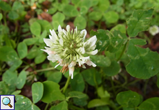 Weiß-Klee (White Clover, Trifolium repens)