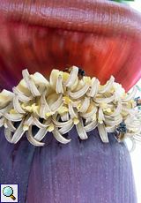 Blüten einer Banane (Banana, Musa sp.)