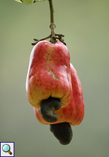 Kaschubaum (Cashew Tree, Anacardium occidental), Scheinfrüchte