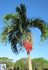 Manila-Palme (Christmas Palm, Adonidia merrillii)