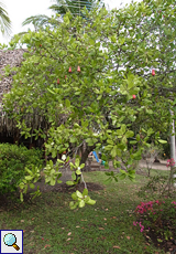 Kaschubaum (Cashew Tree, Anacardium occidental)