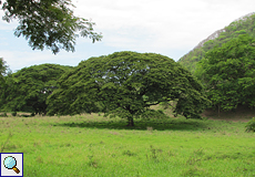 Regenbaum (Rain Tree, Albizia saman)