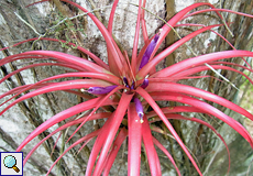 Unbestimmte Tillandsie Nr. 1