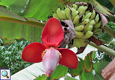 Banane (Banana, Musa sp.)
