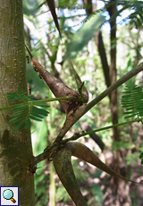 Stierhorn-Akazie (Bullhorn Acacia, Acacia cornigera)