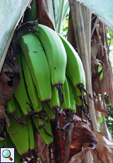 Banane (Banana, Musa sp.)