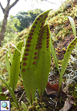 Pleopeltis macrocarpa