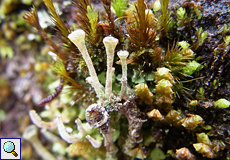 Cladonia verticillata, Text folgt