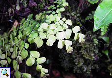 Frauenhaarfarn (Maidenhair Fern, Adiantum capillus-veneris)