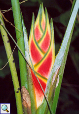 Wagner'sche Helikonie (Rainbow Heliconia, Heliconia wagneriana)