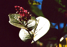 Pseuderanthemum versicolor