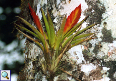 Wahrscheinlich Tillandsia multicaulis