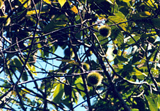 Affenkamm (Monkey's Comb, Apeiba aspera)