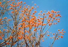 Korallenbaum (Hot Poker Tree, Erythrina poeppigiana)