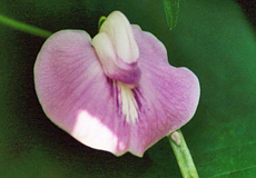 Clitoria ternatea