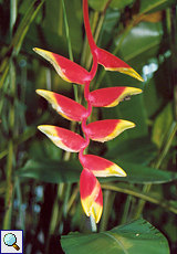 Geschnäbelte Helikonie (Hanging Lobster Claw, Heliconia rostrata)