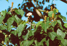 Balsabaum (Balsa, Ochroma pyramidale)