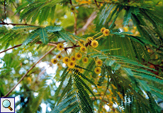 Mimose (Sensitive Plant, Mimosa sp.)