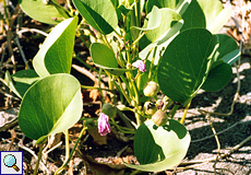 Ziegenfuß-Prunkwinde (Beach Morning Glory, Ipomoea pes-caprae)