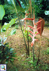 Heliconia vellerigera