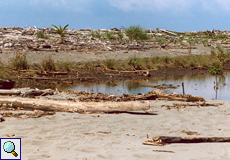 Brackwasserlagune am Strand von Playa Tortuga